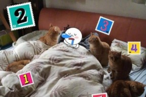 娱乐吃瓜酱橘猫